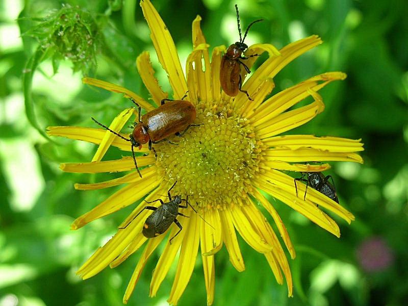 Miridae: Closterotomus cinctipes